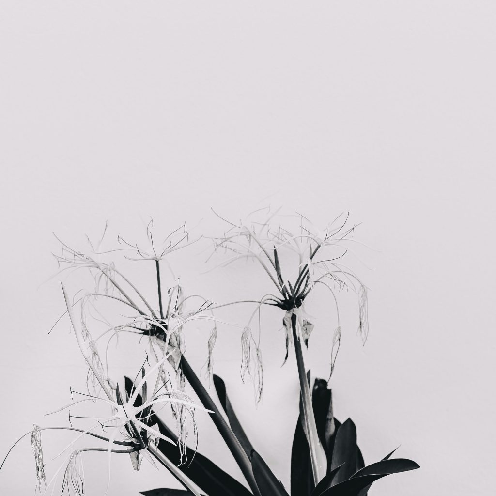 Modern art. Plant lovers. Flower. Black and white mood minimal c